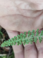 Asplenium fontanum