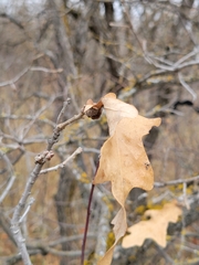 Andricus quercuspetiolicola