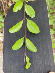 Forestiera pubescens
