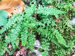 Asplenium fontanum