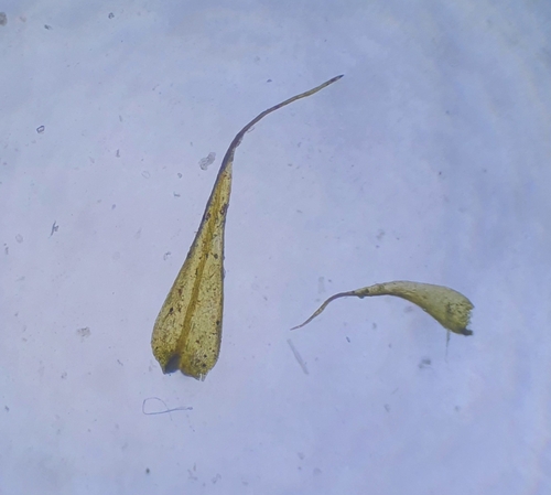 Image of Kandaea elodes by no rights reserved