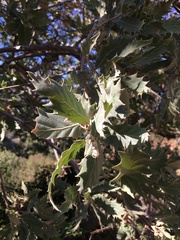Quercus ithaburensis