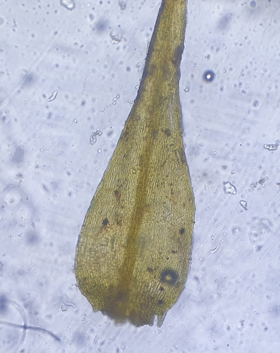 Image of Kandaea elodes by no rights reserved