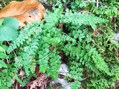 Asplenium fontanum
