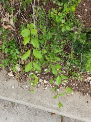 Forestiera pubescens