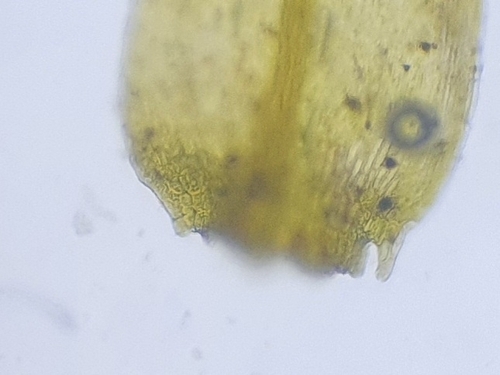 Image of Kandaea elodes by no rights reserved