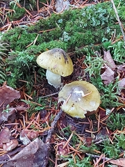 Tricholoma subsejunctum