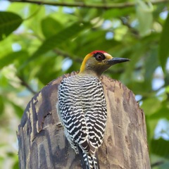Melanerpes chrysogenys