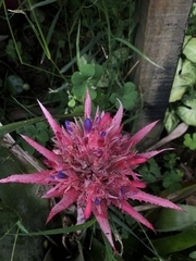 Aechmea fasciata