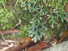 Selaginella