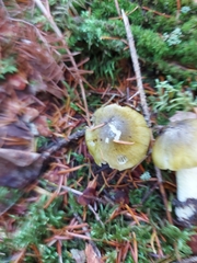 Tricholoma subsejunctum