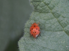 Henosepilachna argus