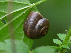 Fruticicola fruticum
