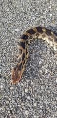 Pantherophis ramspotti