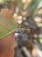 Andricus quercuspetiolicola