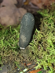 Xylaria longipes