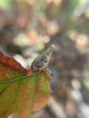 Andricus quercuspetiolicola