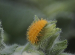 Henosepilachna argus