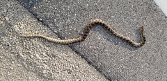 Pantherophis ramspotti