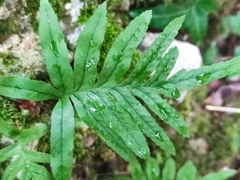 Polypodium cambricum