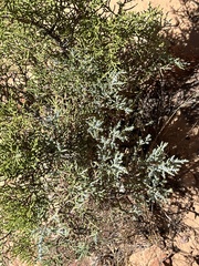 Juniperus osteosperma