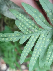 Polypodium cambricum