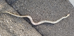 Pantherophis ramspotti