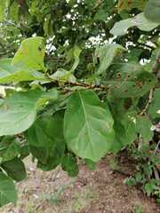 Wilsonomyces carpophilus