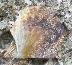 Pinctada imbricata