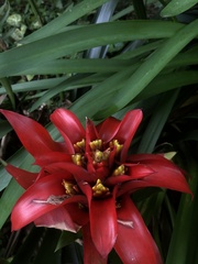 Guzmania