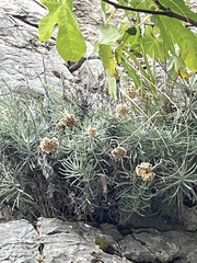 Helichrysum pendulum