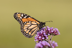 Danaus erippus