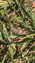 Trimerotropis pallidipennis