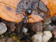 Camponotus fallax