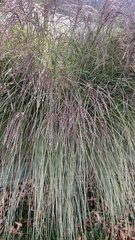 Miscanthus sinensis