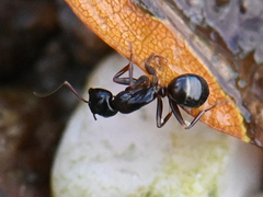 Camponotus fallax