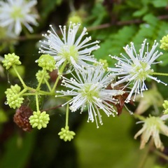 Clematis dioica