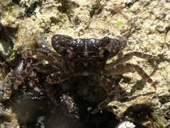 Pachygrapsus transversus