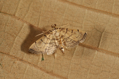 Omiodes indicata