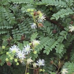 Clematis dioica