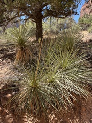 Yucca