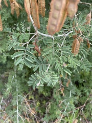 Mimosa bahamensis