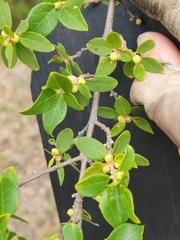 Forestiera reticulata