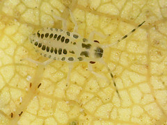 Eucallipterus tiliae