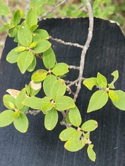 Forestiera reticulata