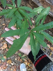 Quercus phellos