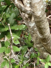 Forestiera reticulata