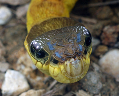 Hemeroplanes triptolemus