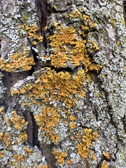 Xanthomendoza fallax