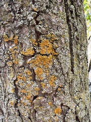 Xanthomendoza fallax